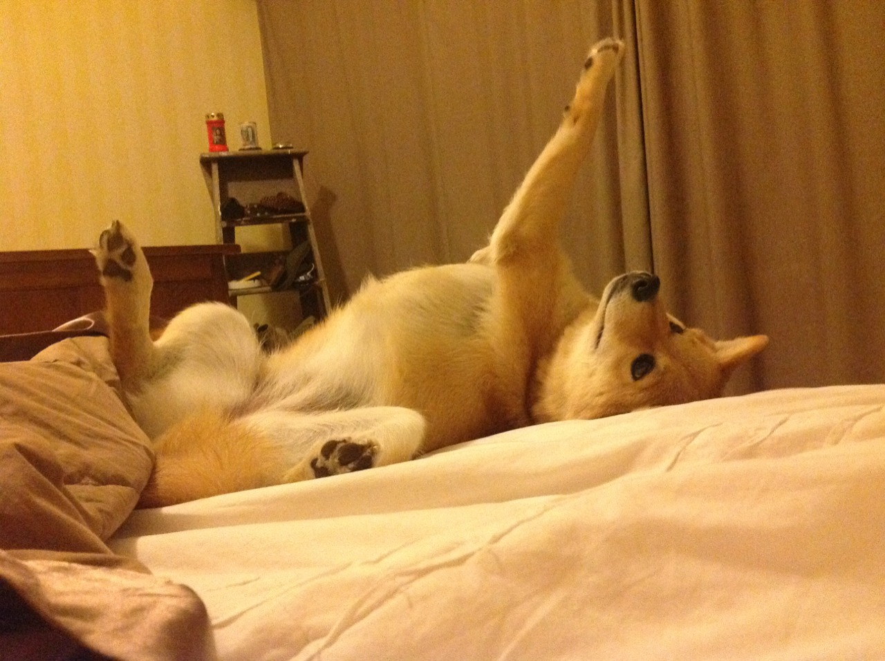 绿茵交响诗，阿尔瓦雷斯的火焰，如何谱写了哥伦比亚对阵切尔西的永恒独奏