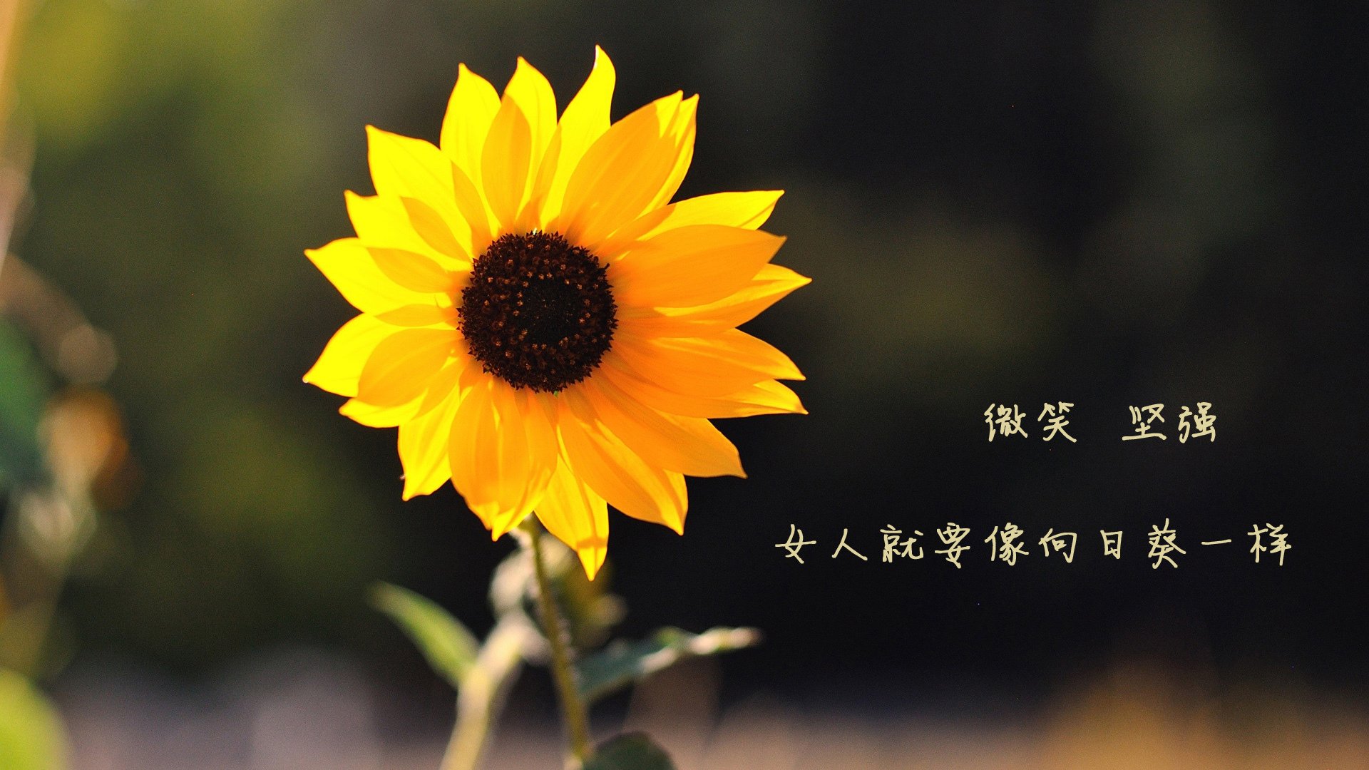 火海熔炉,乔治的背水一战,上海滩的篮球涅槃