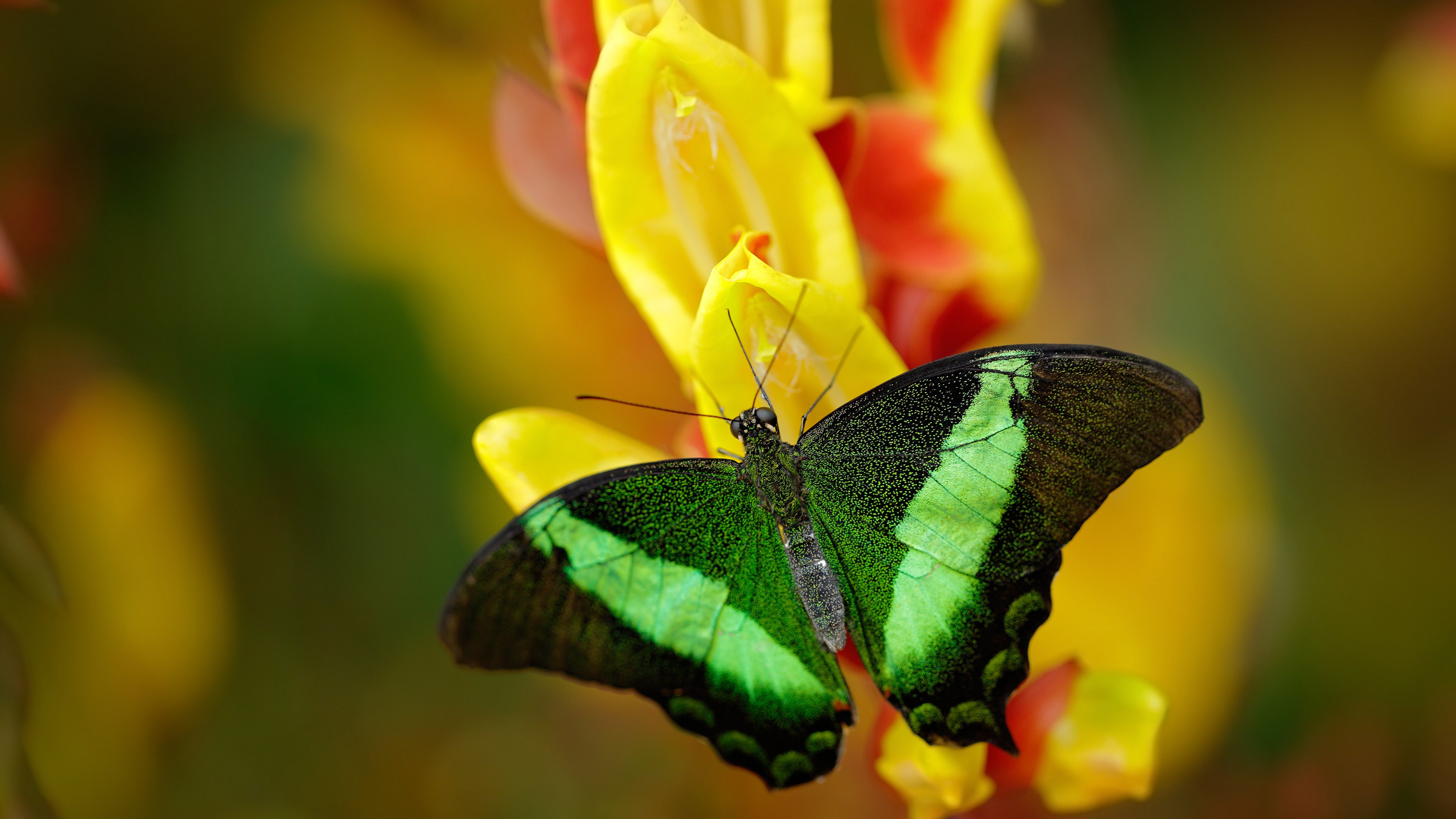 迪马利亚魔力闪耀,里昂传奇轻取比利时明星队