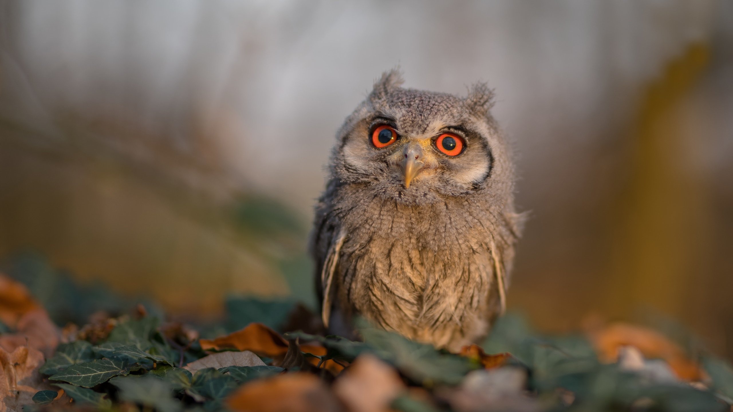 孤胆英雄与战术铁幕，凯恩生死战封神，罗马战术机器碾碎莱比锡