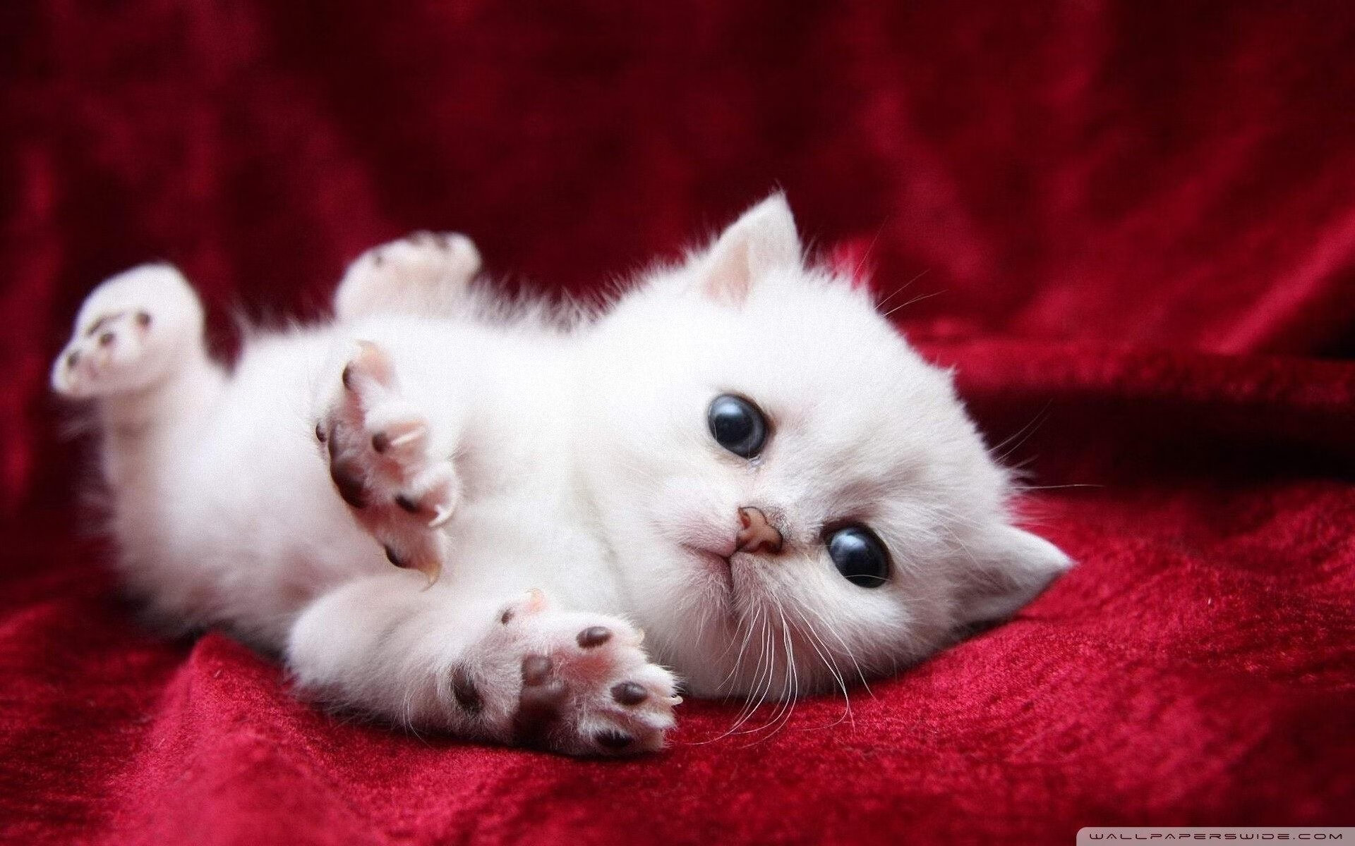 梦幻对决,广东队轻取灰熊,德罗赞进攻端无人可挡