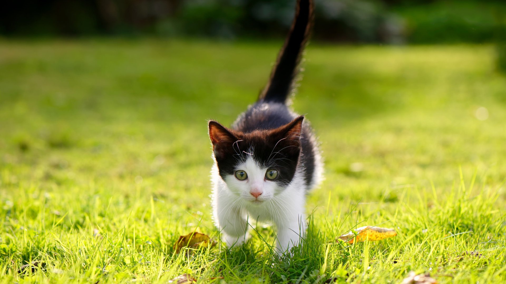 相隔万里的一节之王，当凯尔特人闪击与小贾伦的德国风暴交响