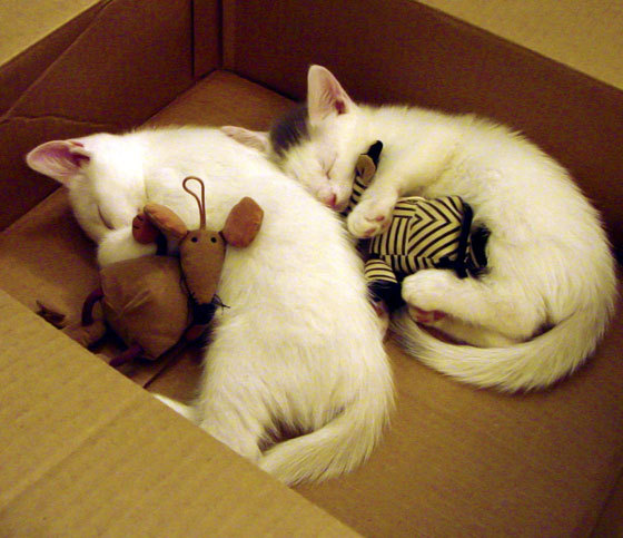 浴火重生，拉文在NBA季后赛之夜的自我救赎