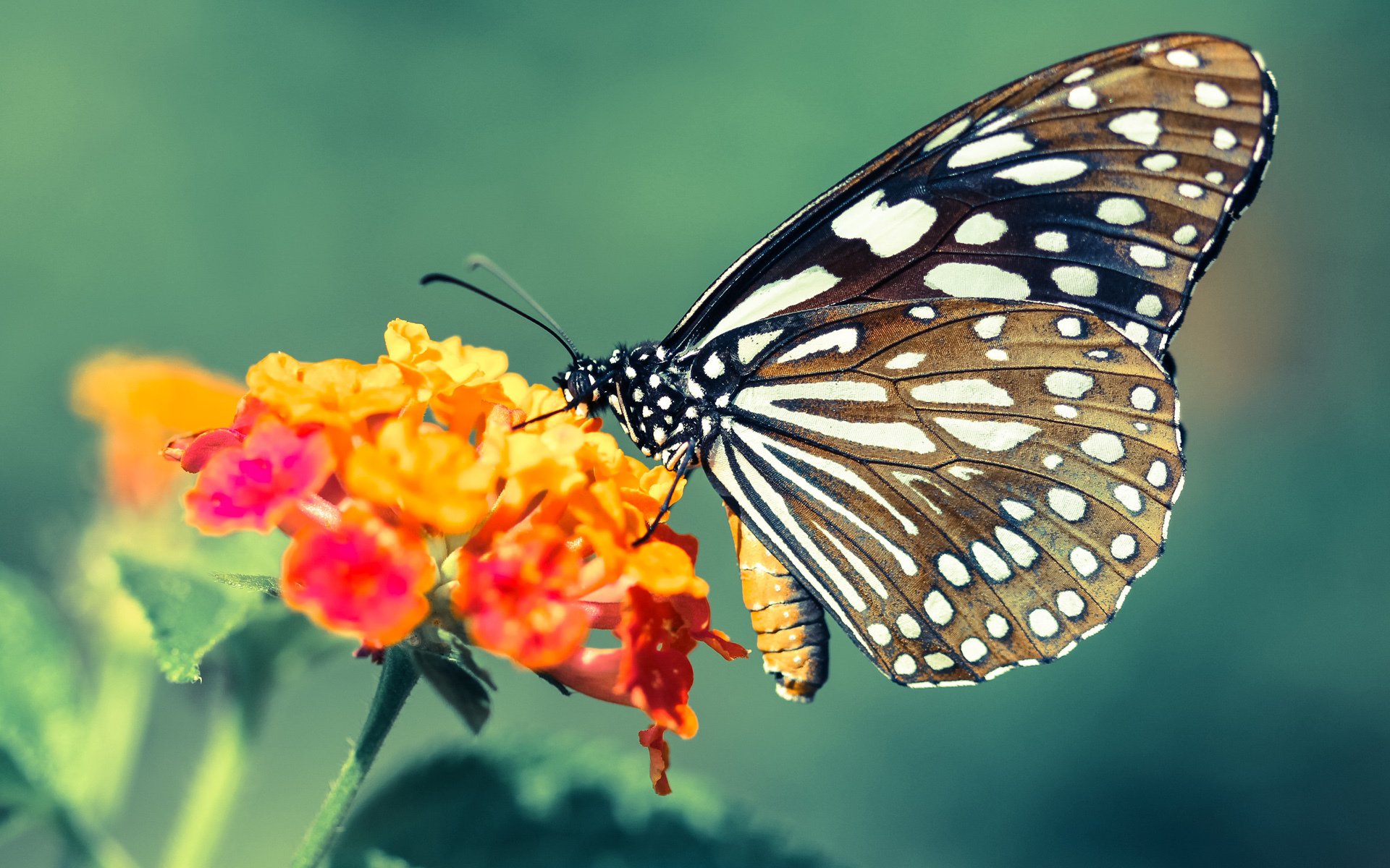 球场心脏，锡安雕刻时光之夜