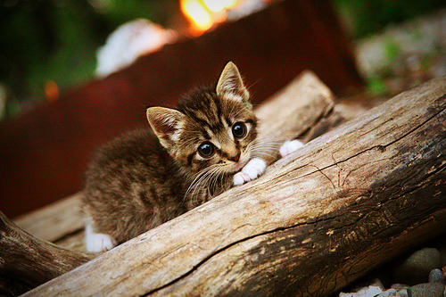 进球与独立宣言，阿什拉夫的爆发与基辅的决胜时刻