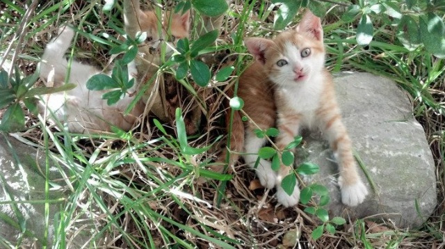 爆发！弗拉霍维奇闪耀全场，摩洛哥队惊险击败国际米兰