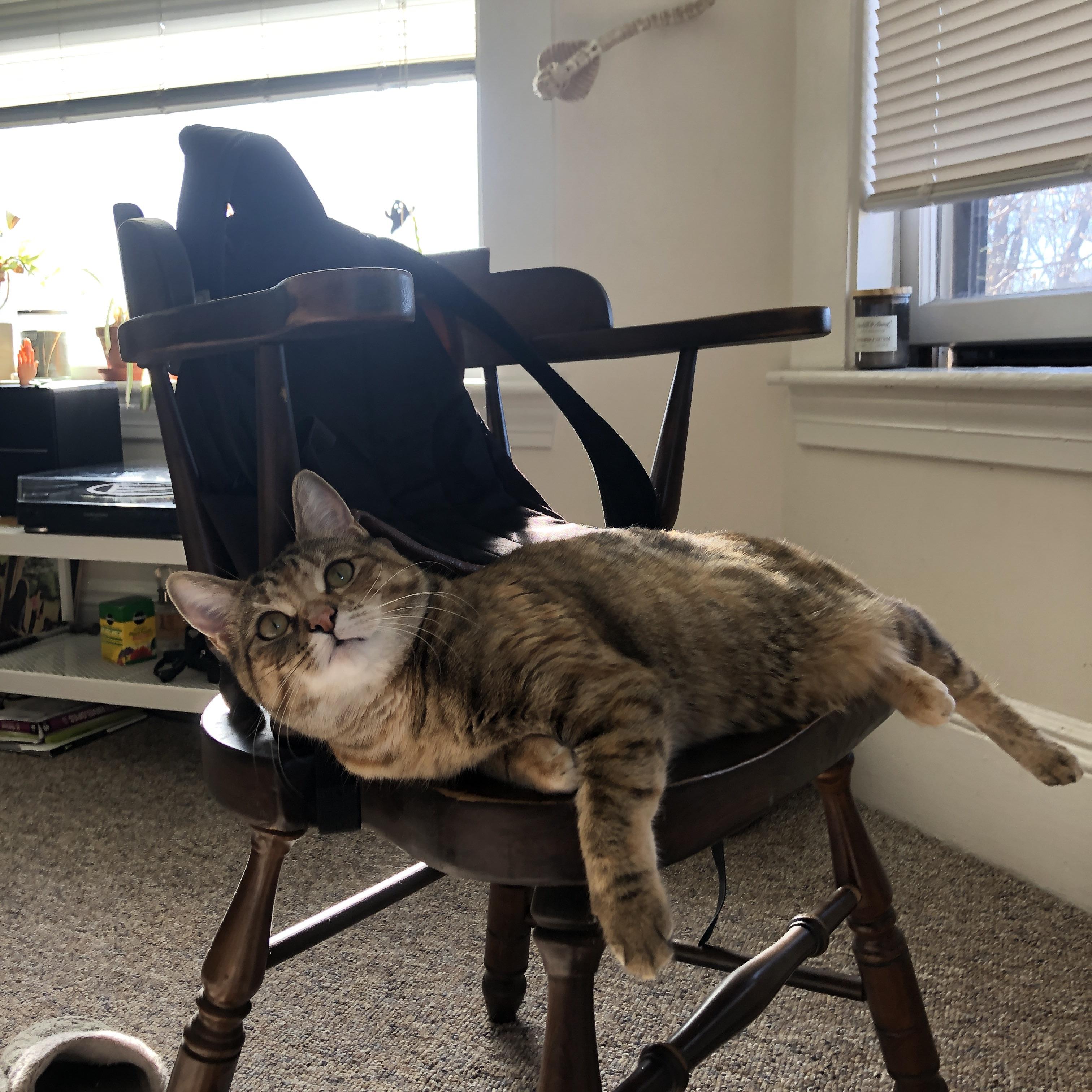 拉文关键先生显威，广东队正面击溃深圳队，豪取胜利！