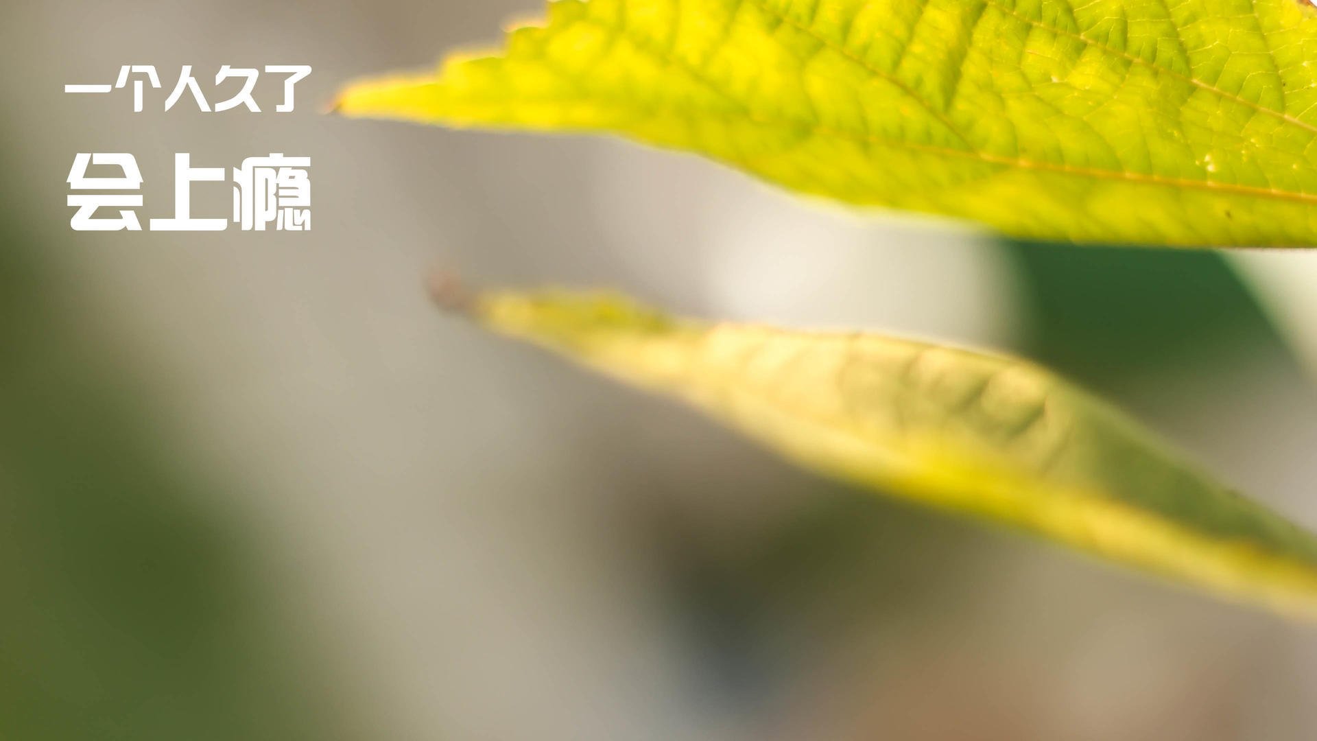 当雷霆的青春风暴遇上利拉德时间，所谓无解，是岁月淬炼的答案