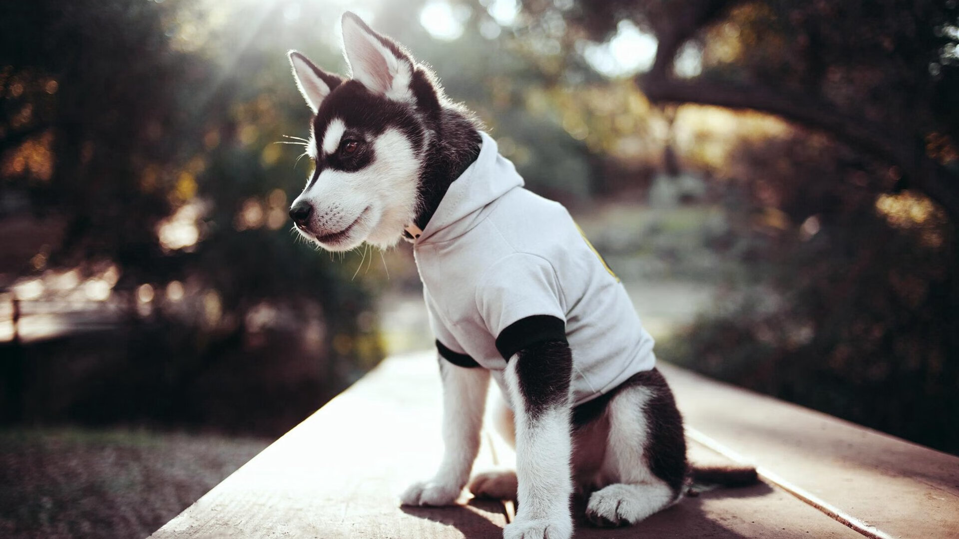 格列兹曼如影随形，当自由被锁进战术的囚笼