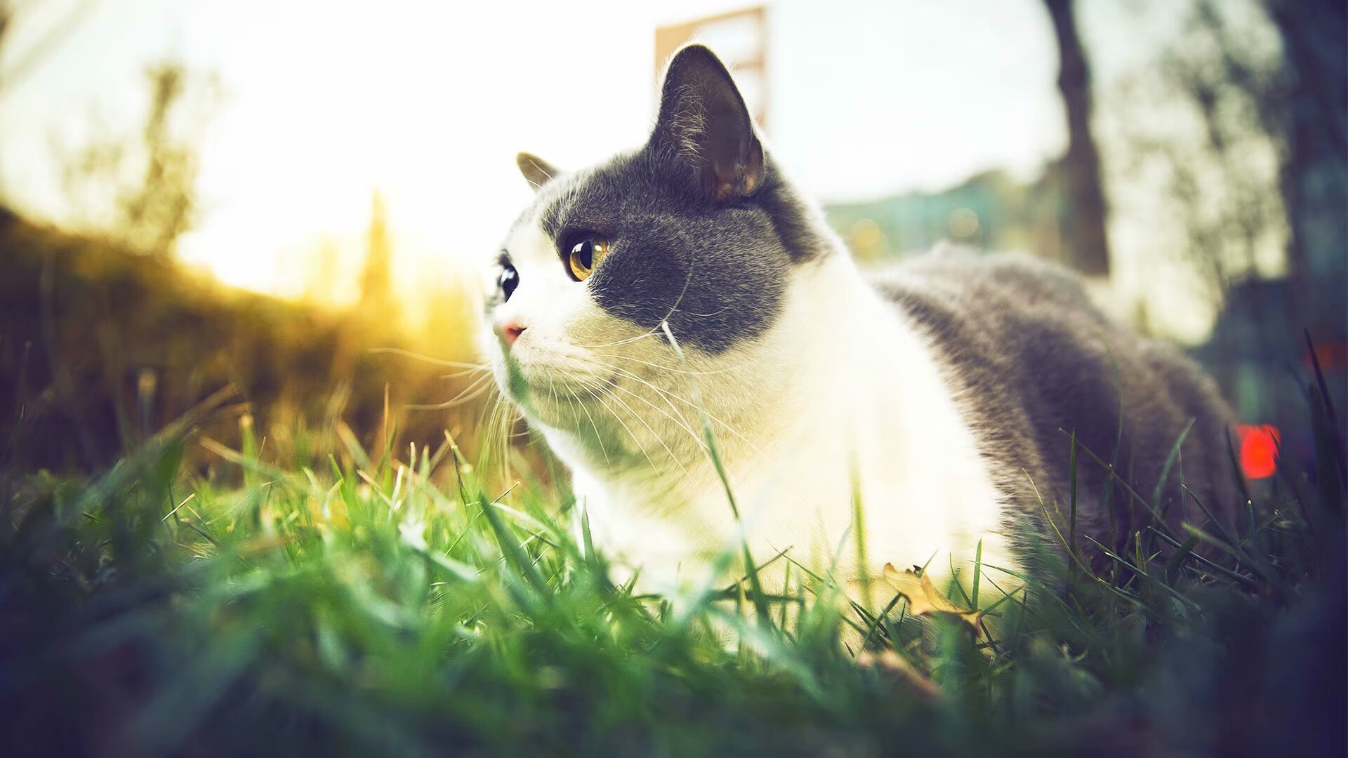 极速战场与绿色王朝