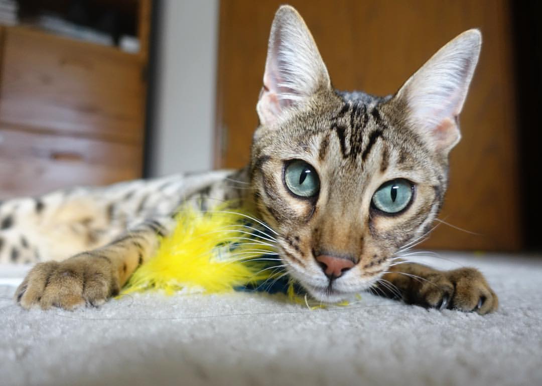 重剑无锋,锡安的巨人画笔如何一笔改写意甲焦点战之夜