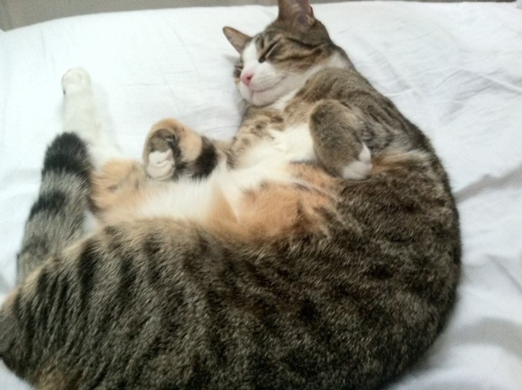 诺坎普之夜，那不勒斯的暗涌与德里赫特的破茧