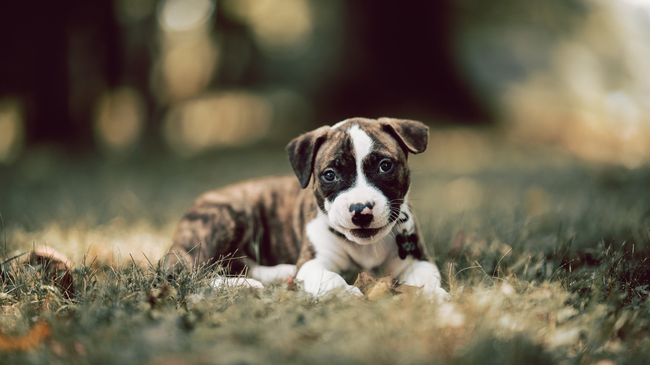 当鹈鹕淘汰广东队,那些不可能完成的任务,如何被另一种伦纳德破解?