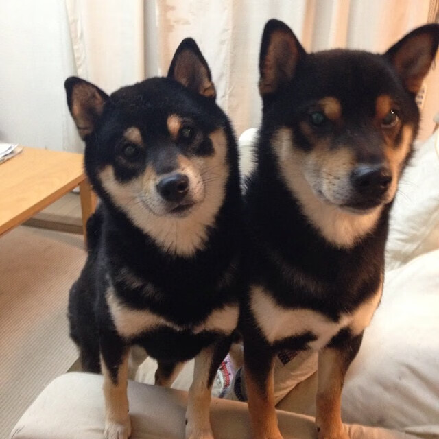 当冠军基因遭遇不屈之城,西决生死战,步行者绝地翻盘深圳队