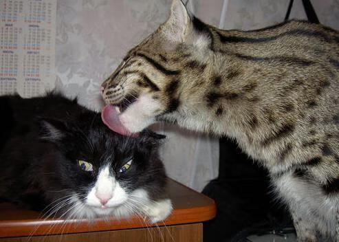 篮球界的意甲焦点战之夜,卢卡·东契奇用实力证明何为真正超级巨星